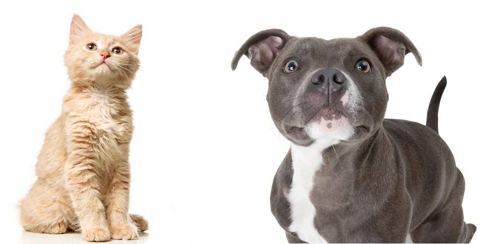 staffie et chat
